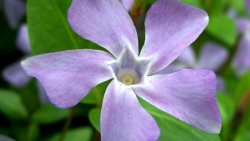 長春花怎麼水培生根