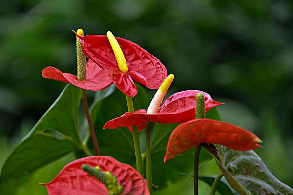 花燭怎麼扡插