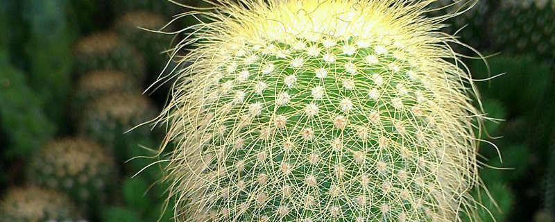 植物金絲猴如何養殖