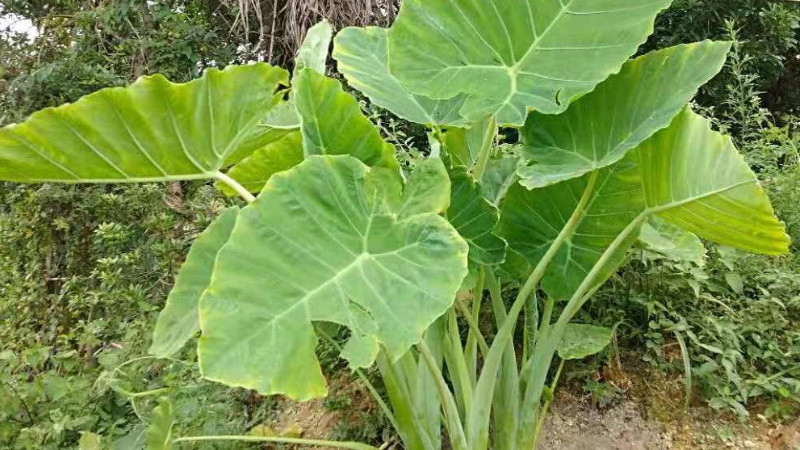 大野芋怎麼種植