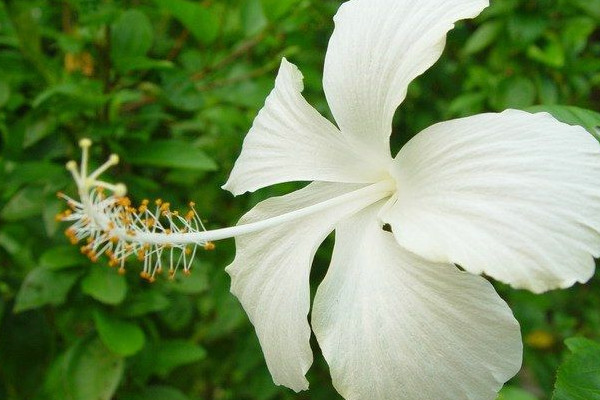 扶桑花怎麼移栽