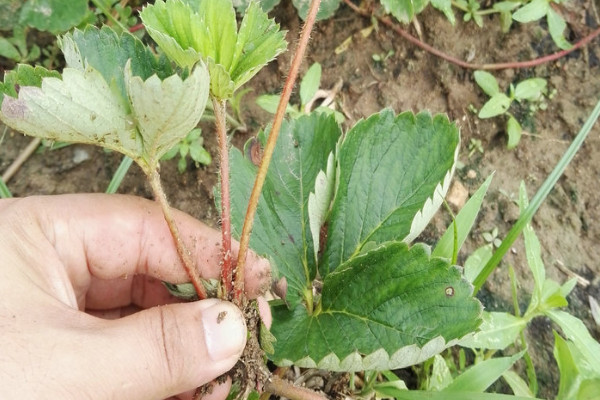 草莓苗怎麼種植和澆水