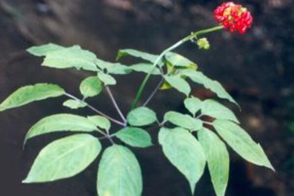 人參容樹的養植和注意