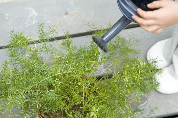 土培植物營養液怎麼用