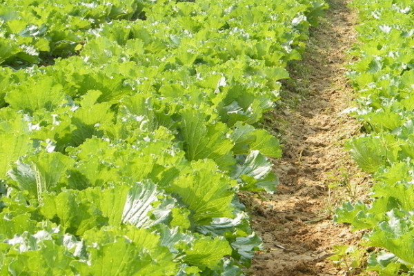 菜地怎麼施肥