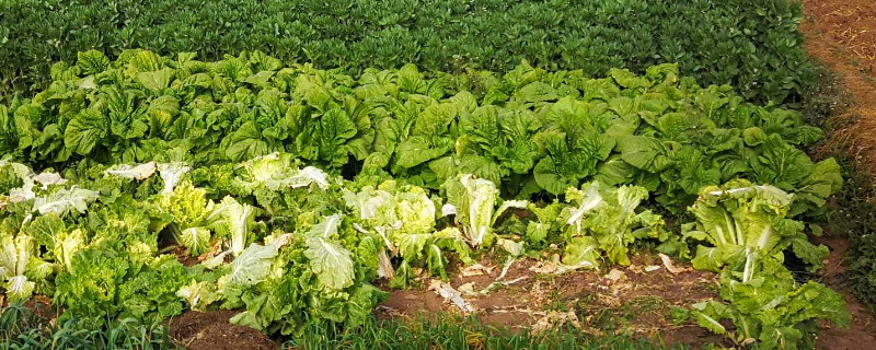 菜地怎麼施肥