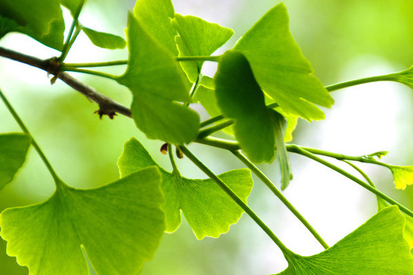 銀杏樹的種植與管理