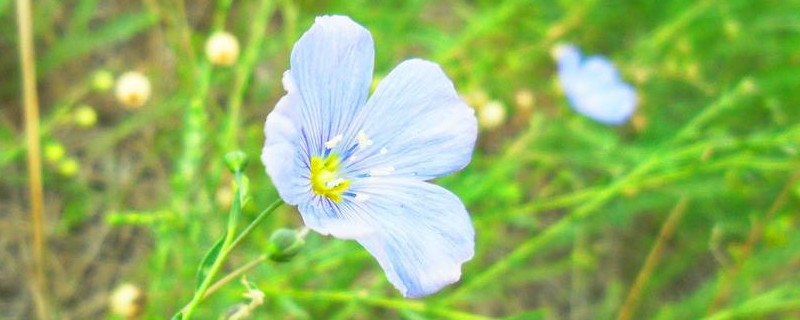 亞麻花種子怎麼種