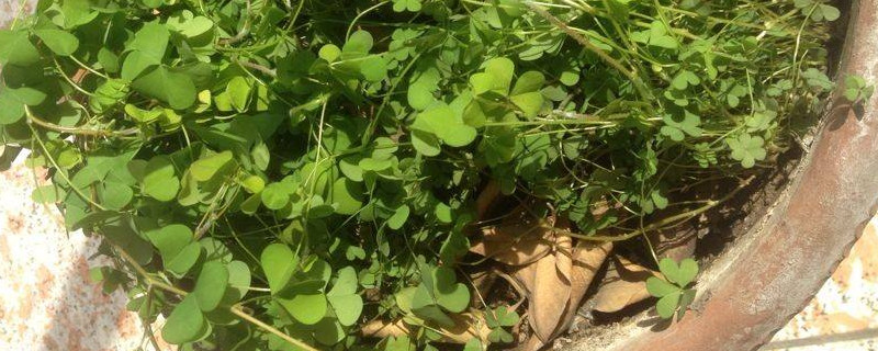 花盆裏的草怎麼處理