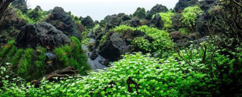 吸水石上怎麼養珍珠草