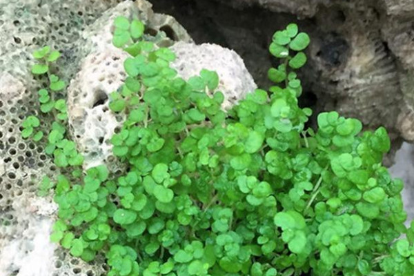 吸水石上怎麼養珍珠草