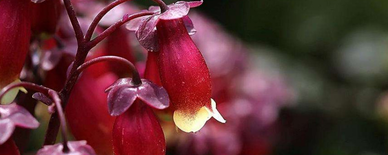 宮燈花什麼時候開花