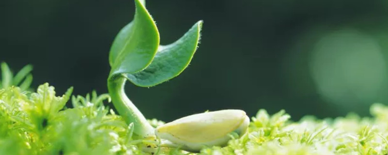 發芽後的種子怎麼播種