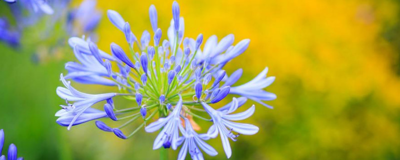 百子蓮不開花怎麼辦