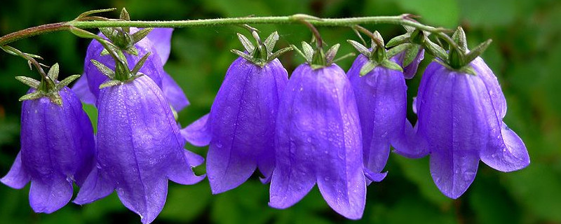 開過花的風鈴花怎麼辦