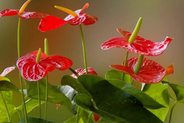 紅掌夏天怎麼澆水