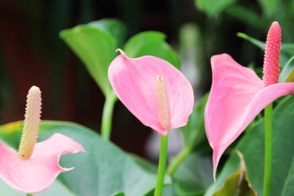 花燭枯萎了怎麼辦