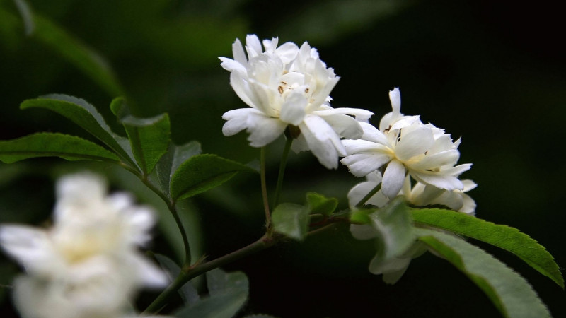 木香花和薔薇怎麼分辨