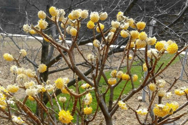 結香花怎麼分株