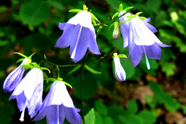 風鈴花蔫了怎麼處理