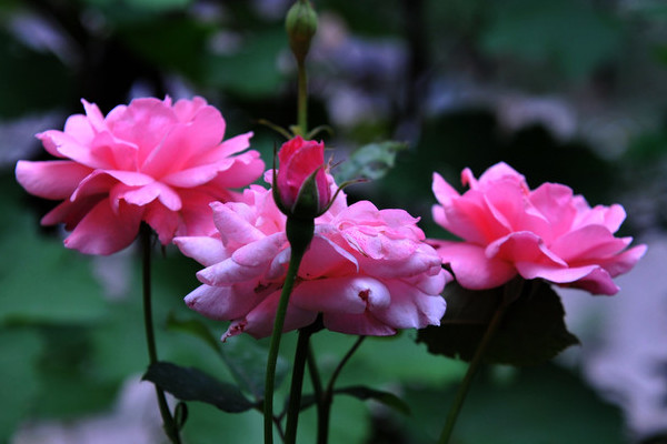 月季開過花怎麼處理