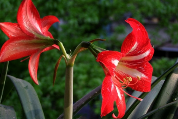 對紅不開花怎麼處理