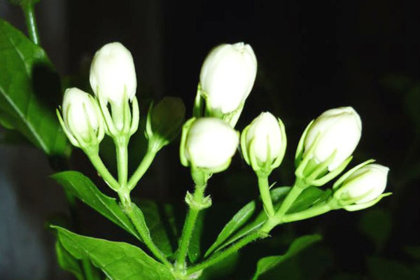 茉莉花怎麼養家庭養法