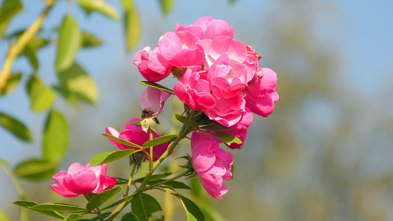 盆栽月季花怎麼打頂