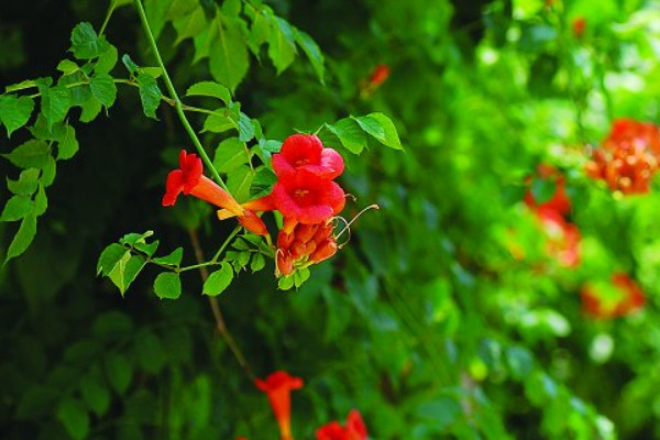 淩霄花怎麼養開花多