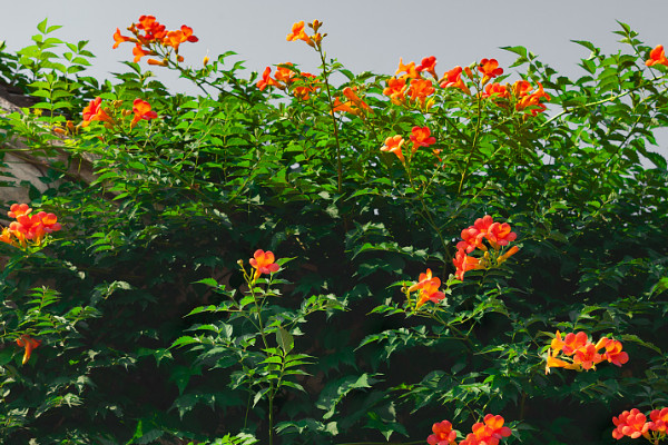 淩霄花怎麼養開花多