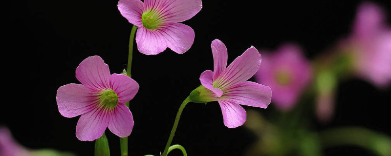 三葉草開花後怎麼養殖