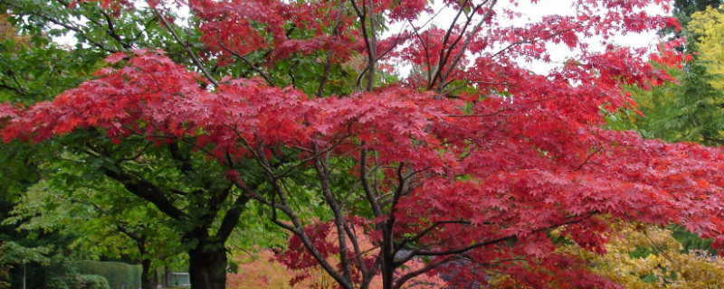 紅楓怎麼過冬