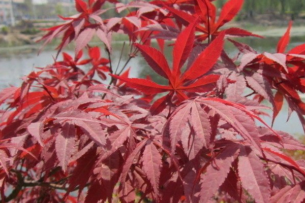 紅楓怎麼過冬