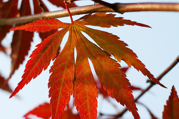 紅楓怎麼過冬