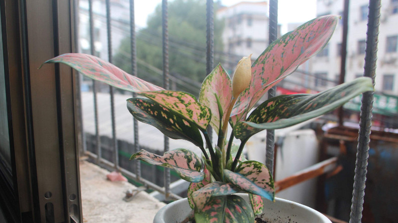 如意吉利紅植物怎麼養