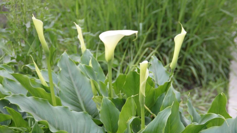 馬蹄蓮發芽後怎麼養