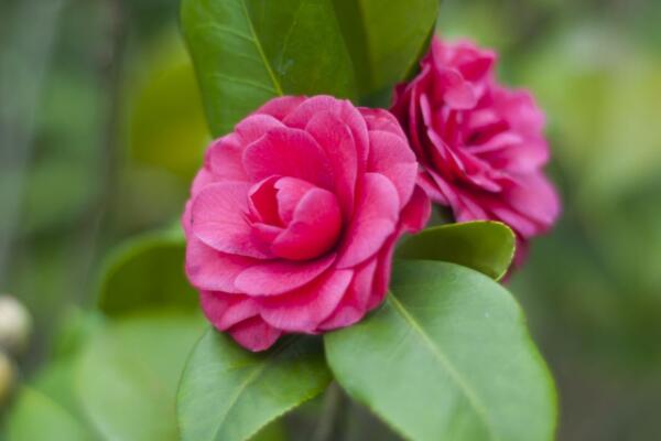 茶花疏蕾葉芽怎麼處理