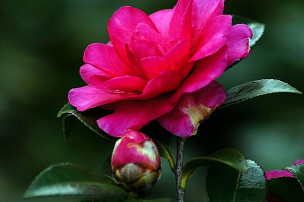 茶花葉芽為什麼老不長