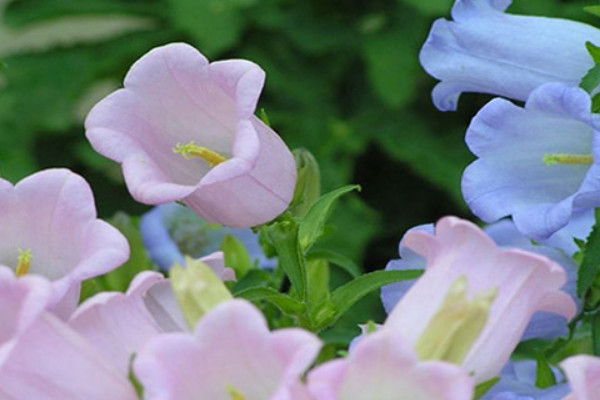 法國風鈴花怎麼養