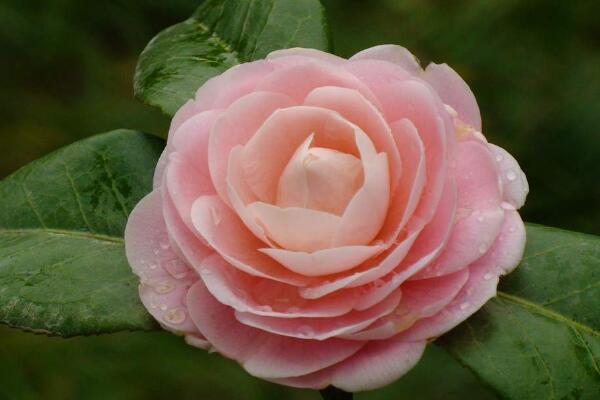 茶花抽芽短怎麼回事