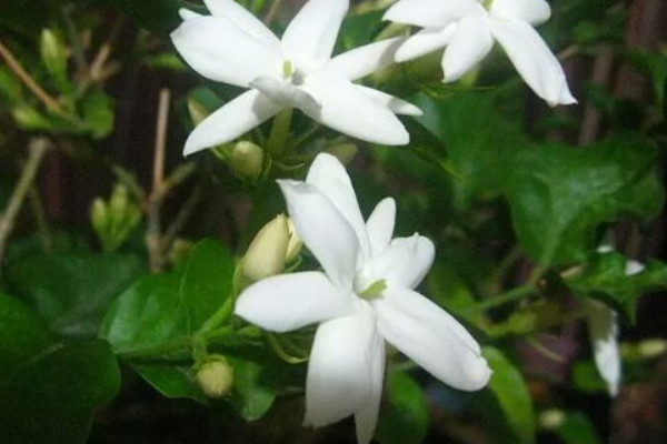 風車茉莉銀絲茉莉區別