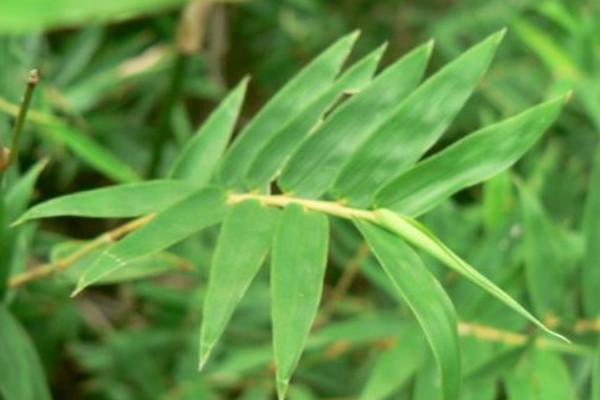 鳳尾竹換盆後怎樣澆水