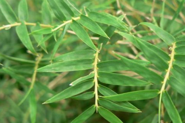 鳳尾竹枝幹怎麼修剪