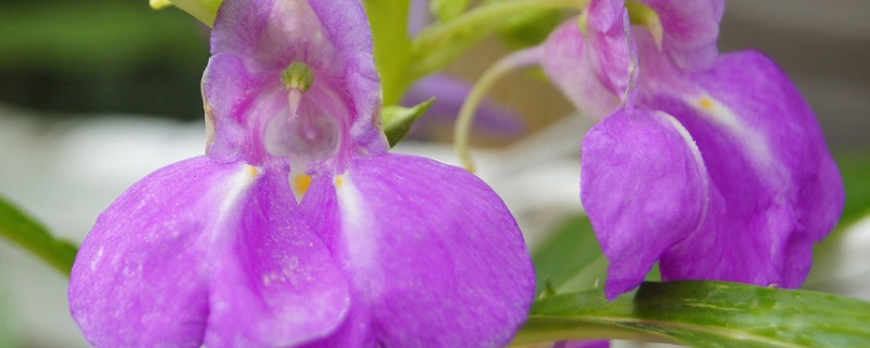 鳳仙花怎麼移栽