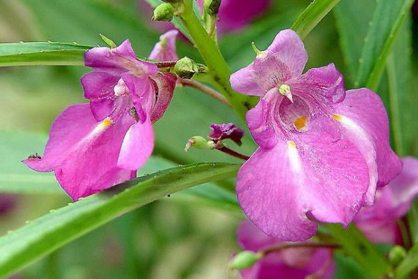 鳳仙花怎麼移栽