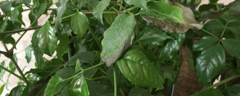 富貴樹樹幹爛掉怎麼辦