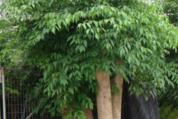 富貴樹樹幹爛掉怎麼辦