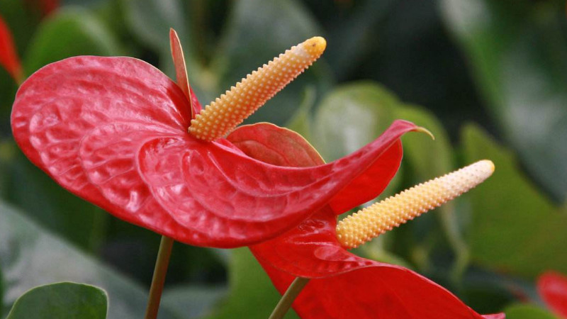 紅掌花變粉了怎麼辦