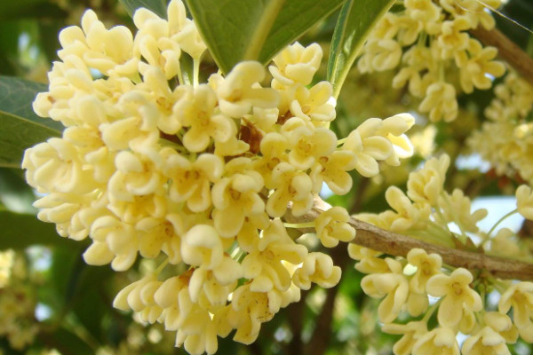 桂花樹幹枯怎麼辦