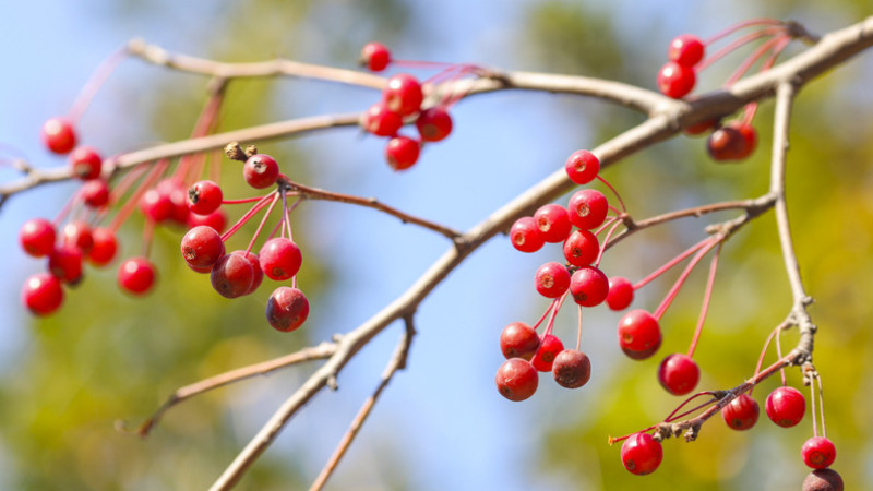 紅豆鮮花怎麼養